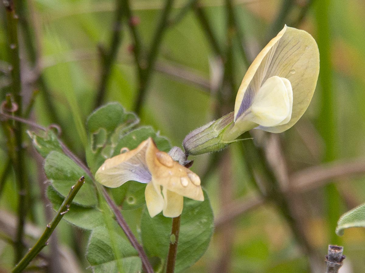 Blüte